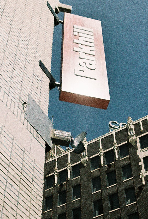 Pigeon cropped