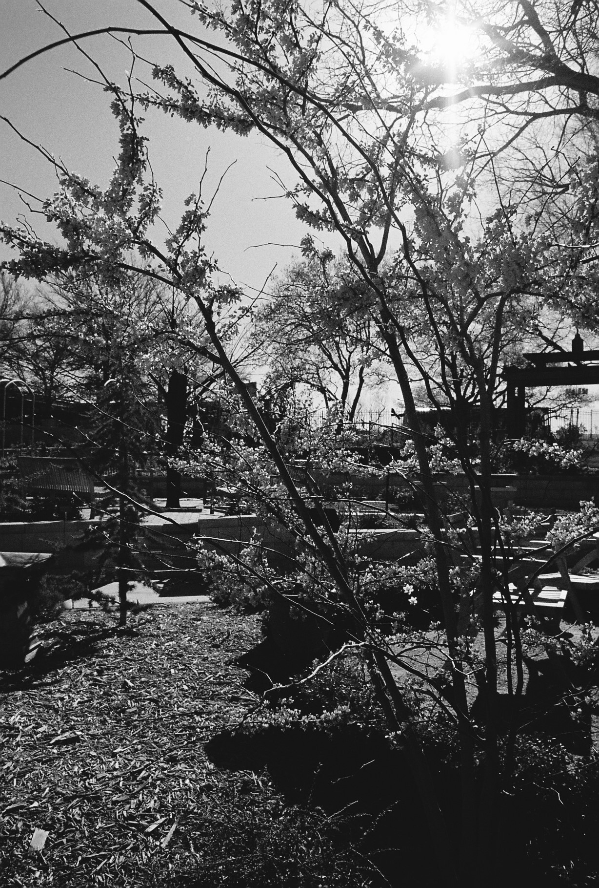 Flowers (Kodak)