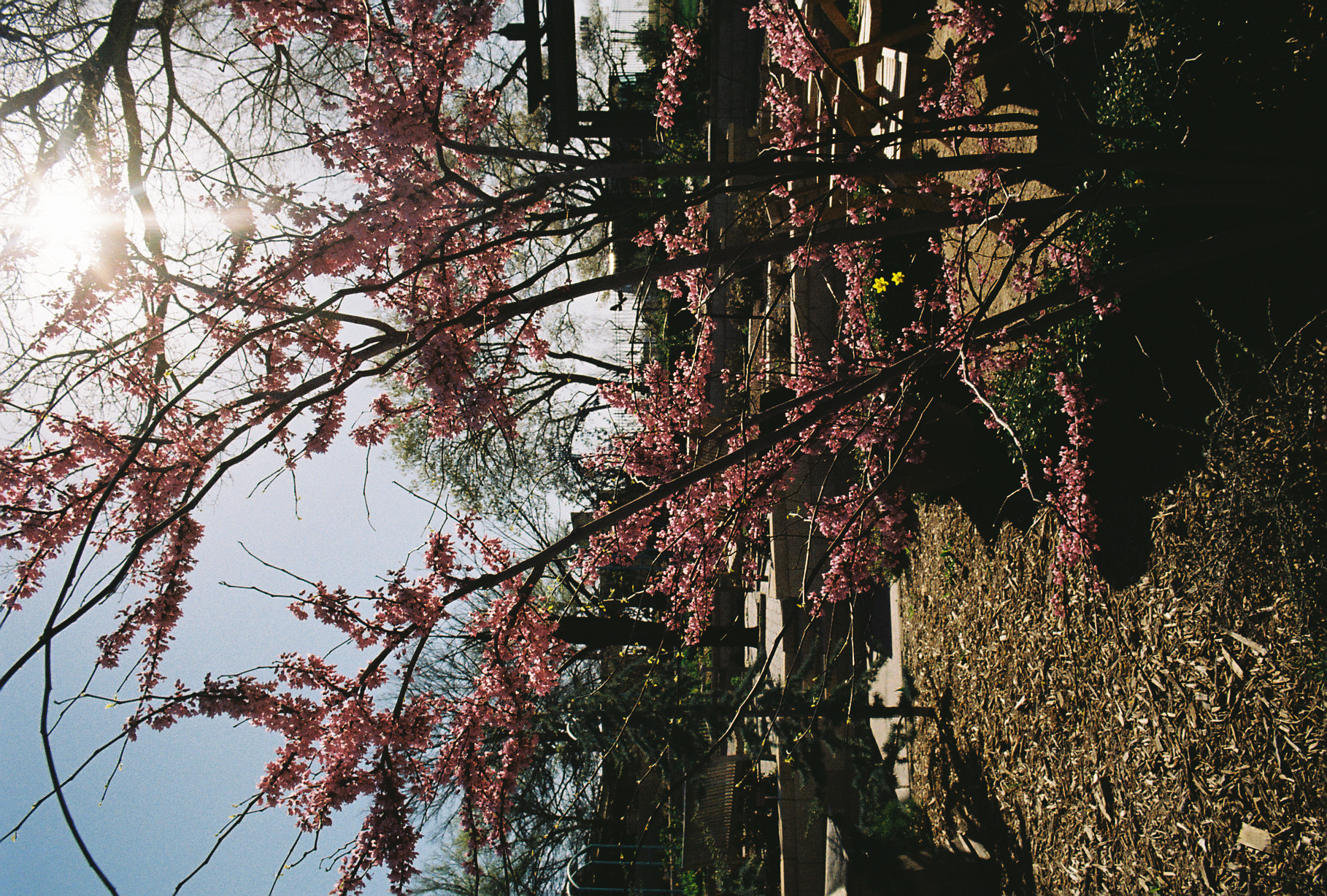 Flowers (Kodak)