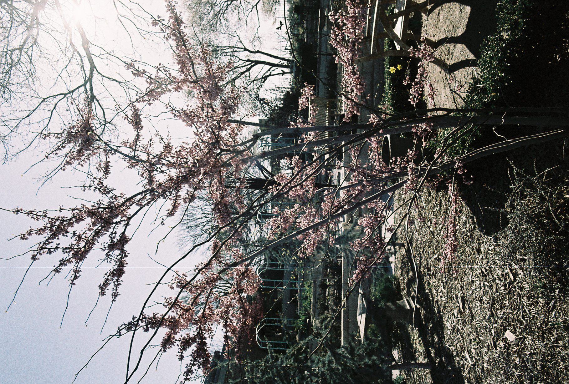 Flowers (Metropolis)