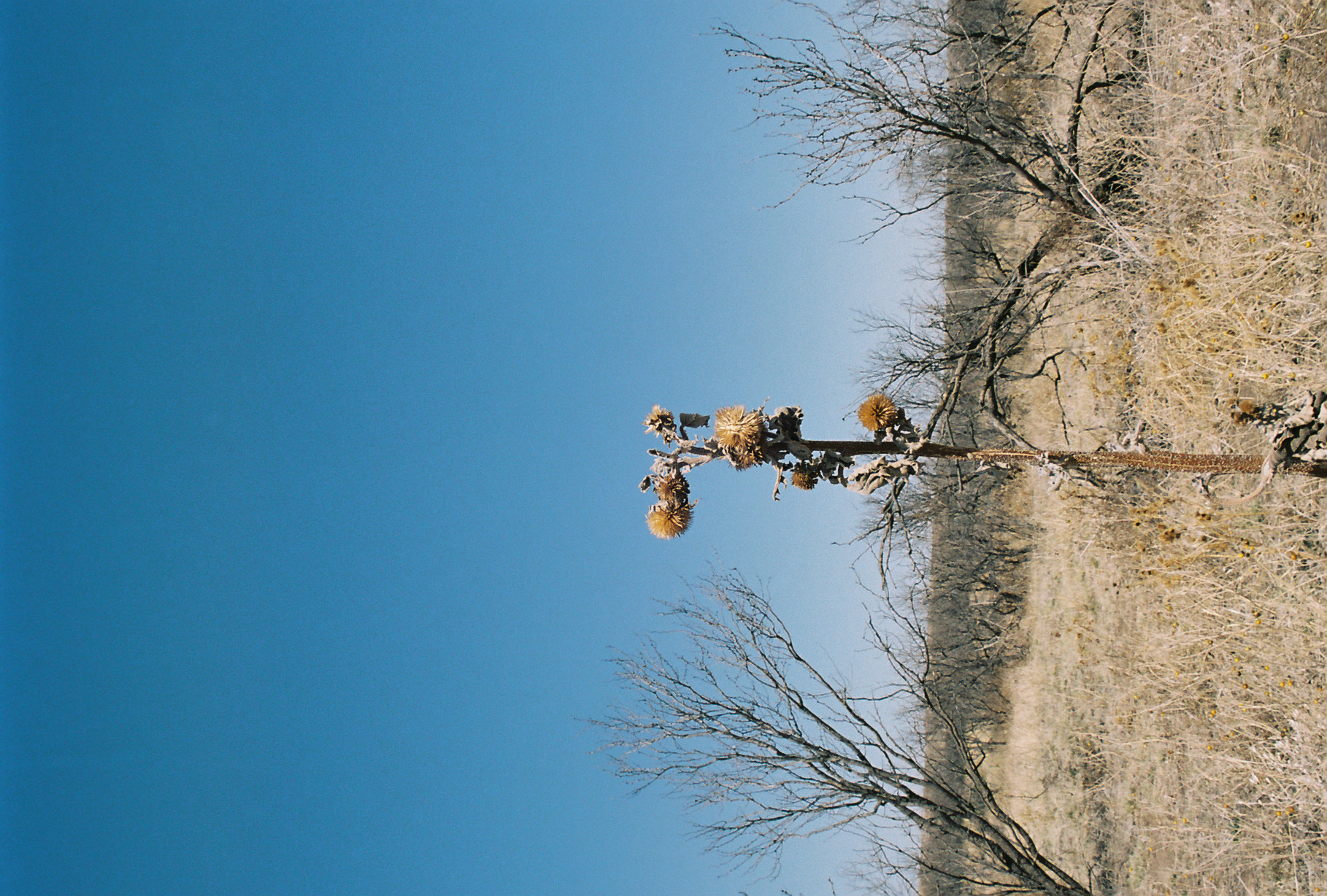 Wildcat Bluff Stark