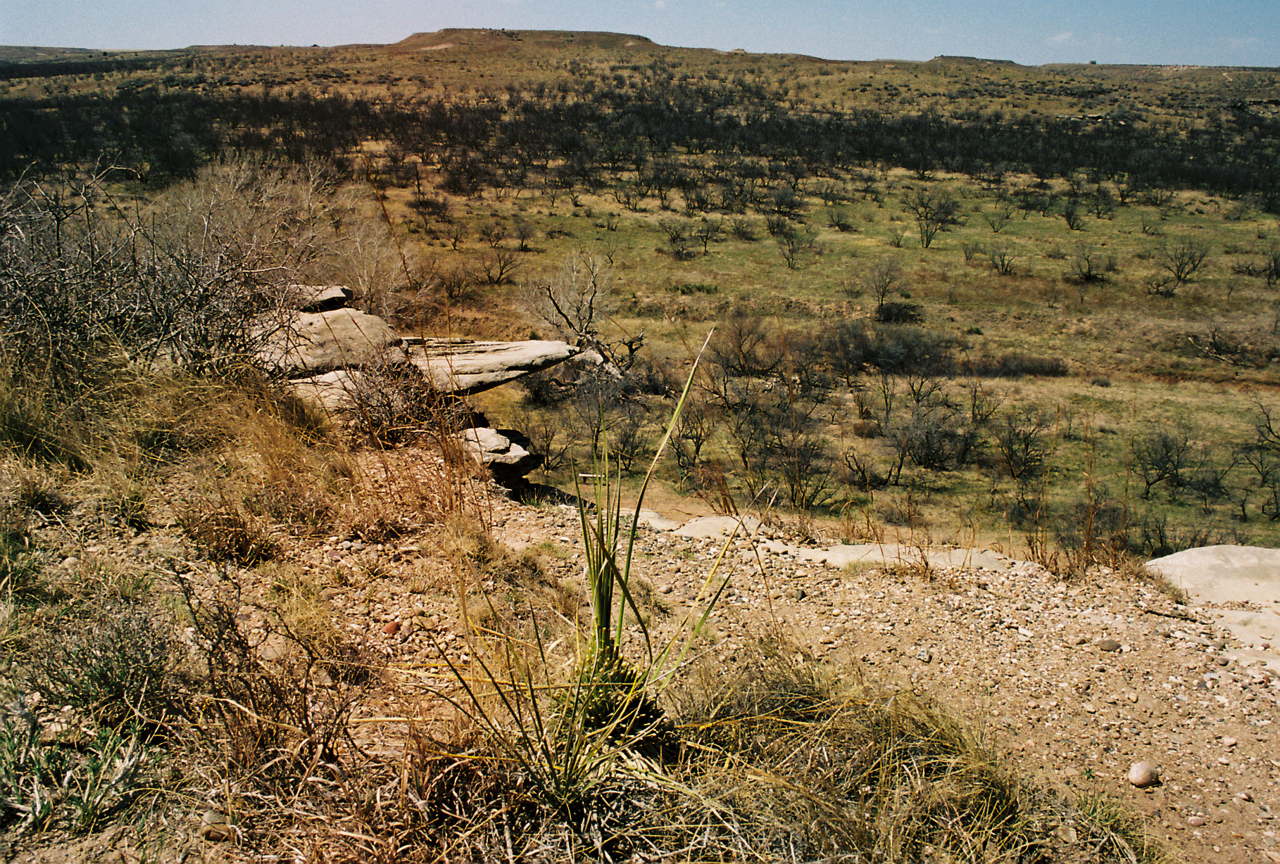 Wildcat Bluff